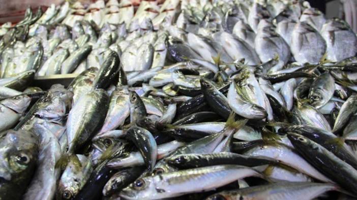 Palamutta da hile! Farkları tek tek sıraladık: Balıkçılar vatandaşı kandırıyor! 1